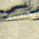 Image of Sonora goby