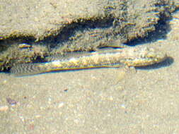 Image of Sonora goby