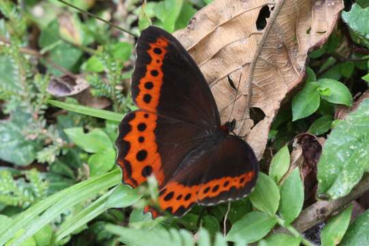 Image de Oxeoschistus puerta Westwood (1851)