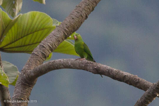 Image of Plain Parakeet