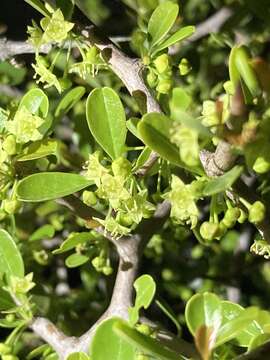 Image of Condalia buxifolia Reiss.