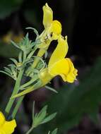 Plancia ëd Linaria propinqua Boiss. & Reuter