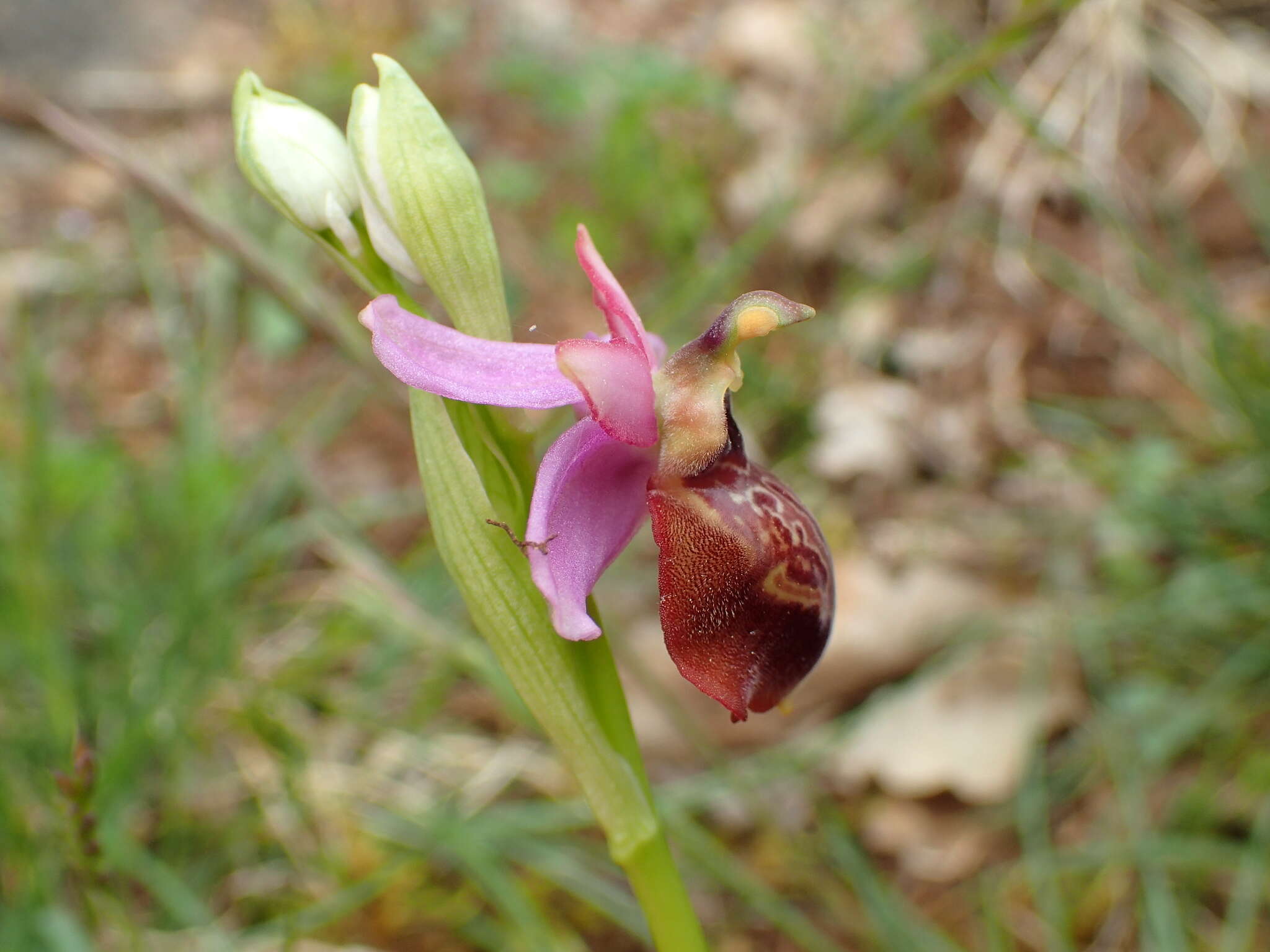 صورة Ophrys sphegodes subsp. aveyronensis J. J. Wood