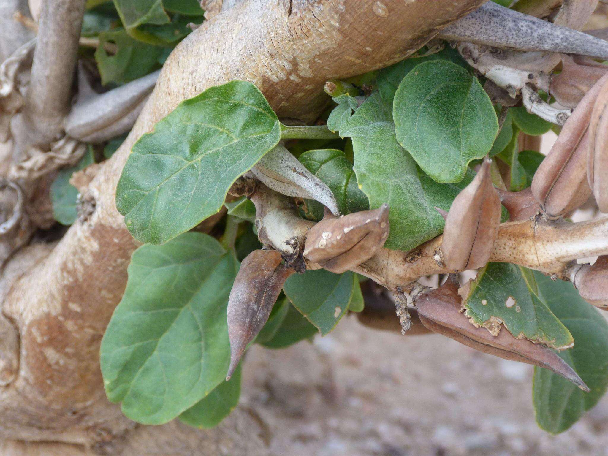 Image of Rogeria longiflora (Royen) J. Gay