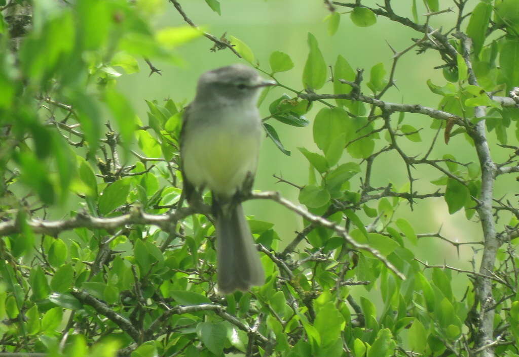 Image of White-crested Tyrannulet