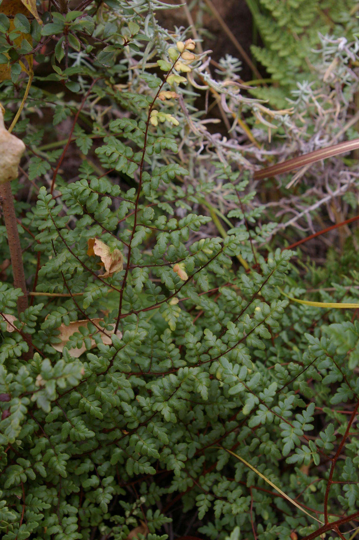 Imagem de Cheilanthes quadripinnata (Forsk.) Kuhn