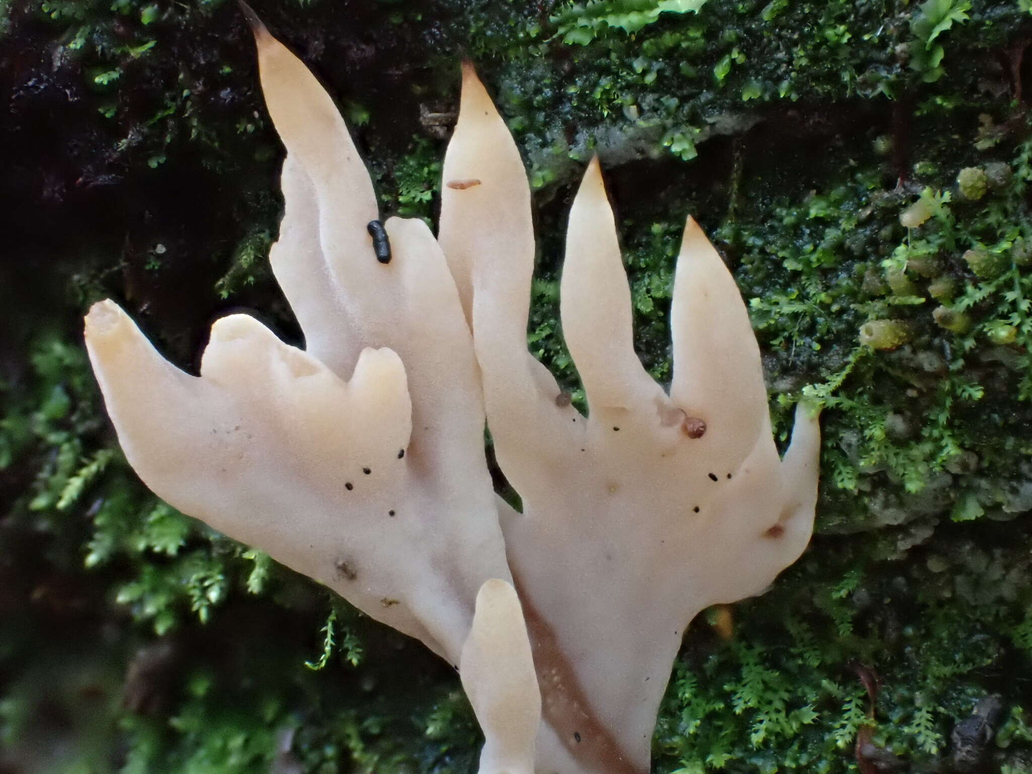 Image de Clavulina castaneipes (G. F. Atk.) Corner 1950