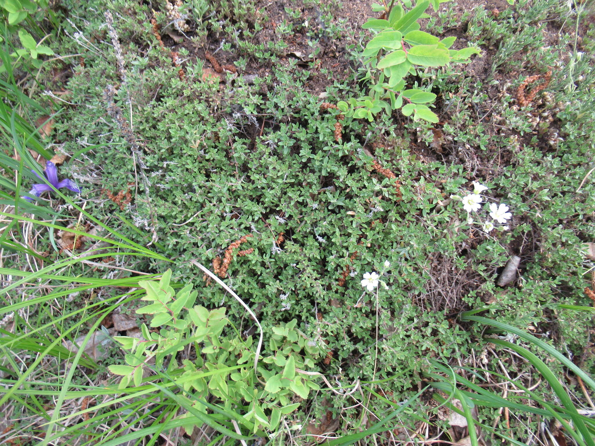 صورة Thymus sibiricus (Serg.) Klokov & Des.-Shost.