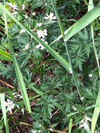 Image of cut-leaved bramble