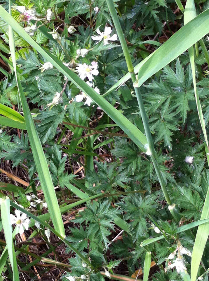 Image of cut-leaved bramble