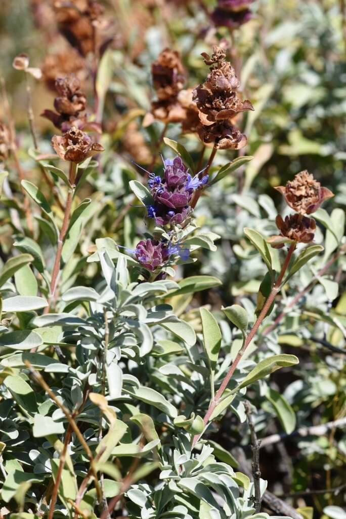 Plancia ëd Salvia dorrii var. incana (Benth.) Strachan