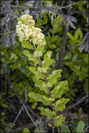 Asclepias tomentosa Ell. resmi