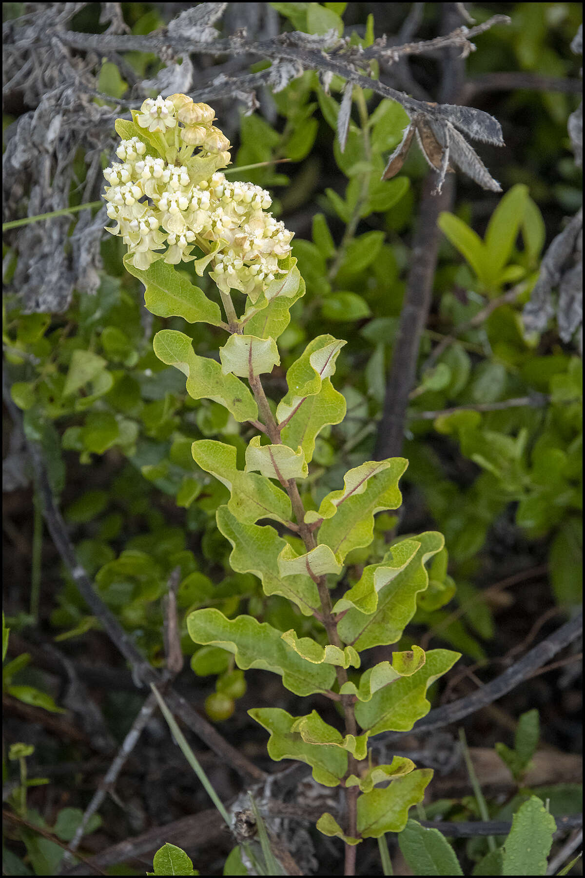 Asclepias tomentosa Ell.的圖片