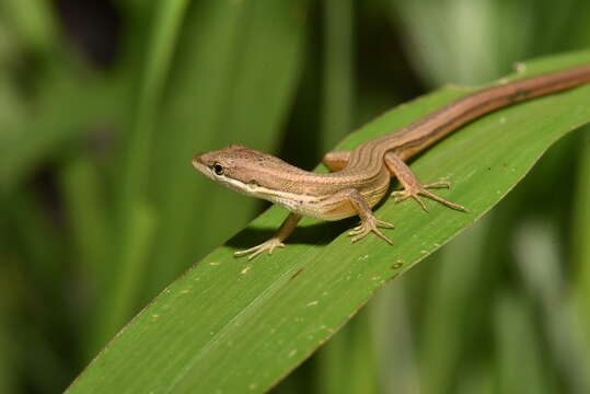 Image of Takydromus luyeanus Lue & Lin 2008