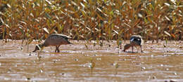 Image of Bernier's Teal