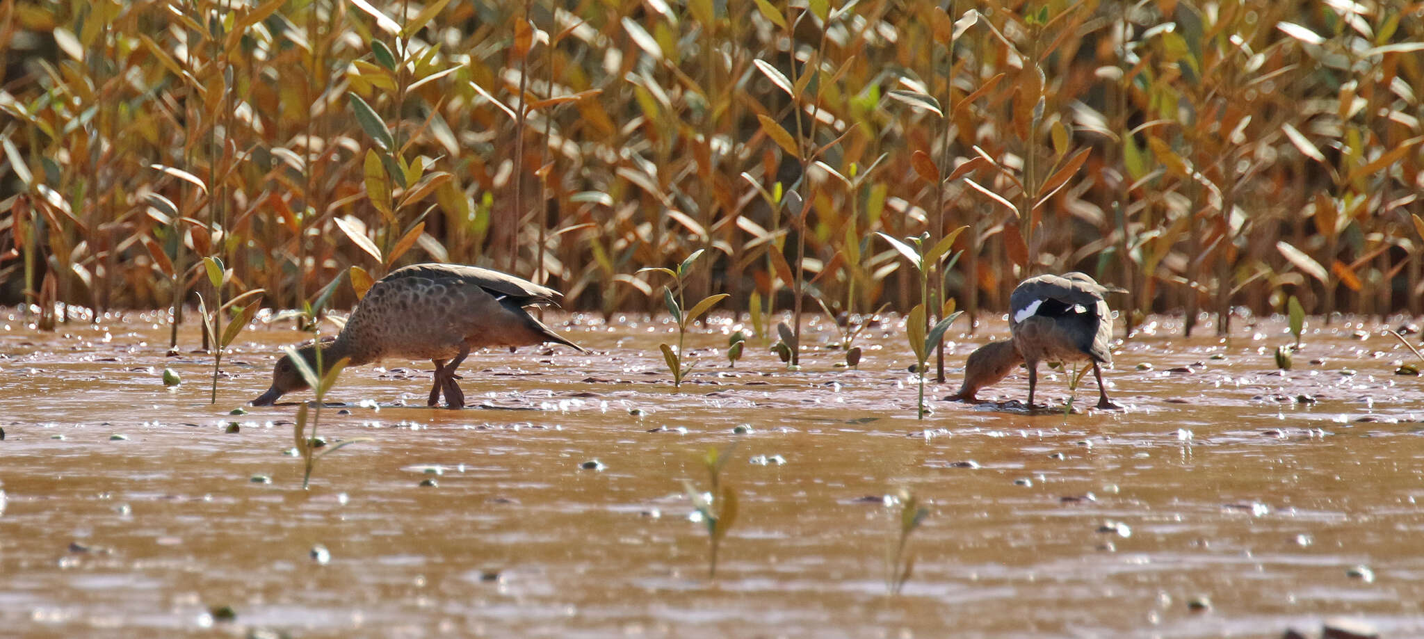 Image of Bernier's Teal