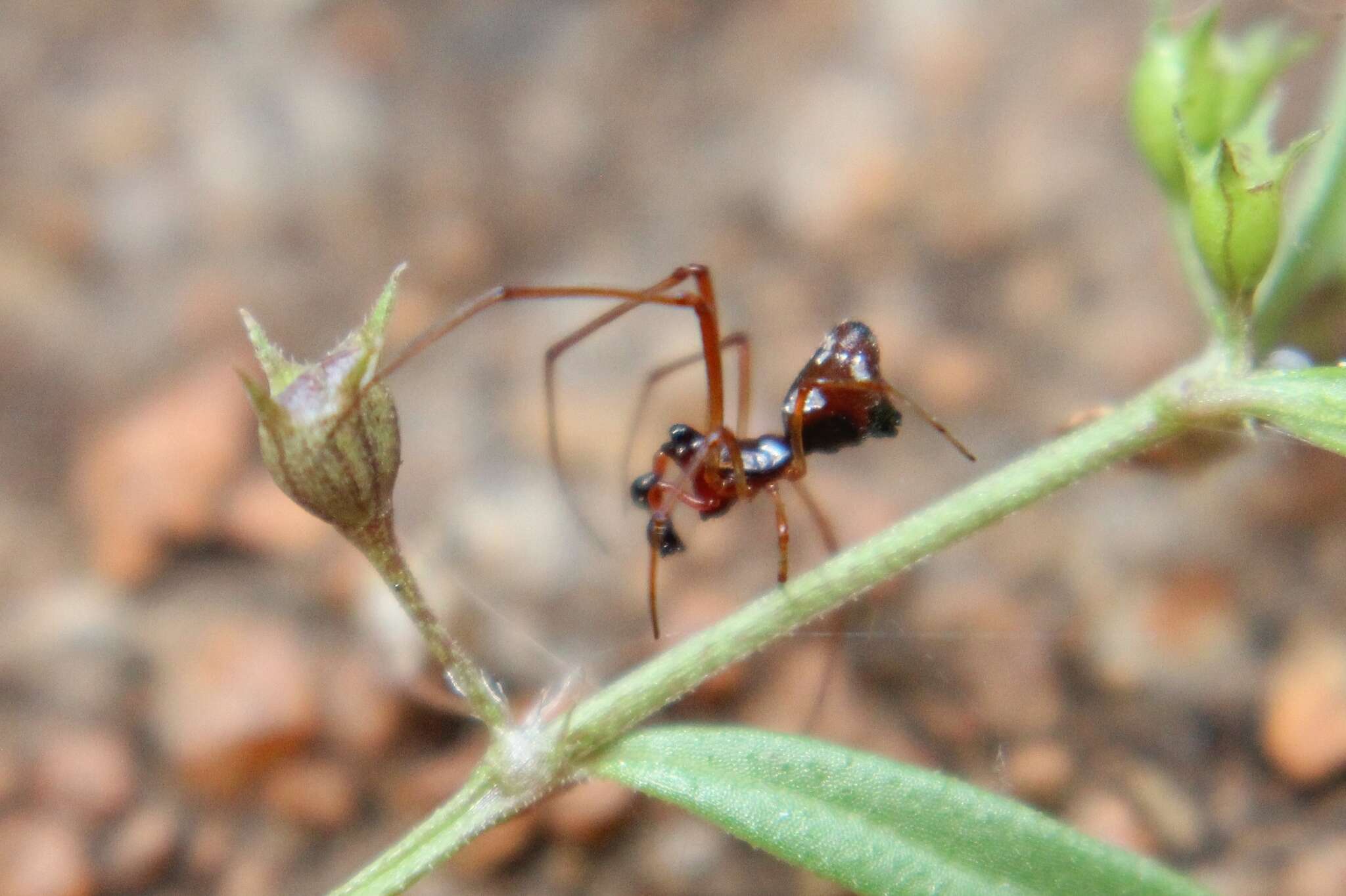 Image of Dewdrop spider