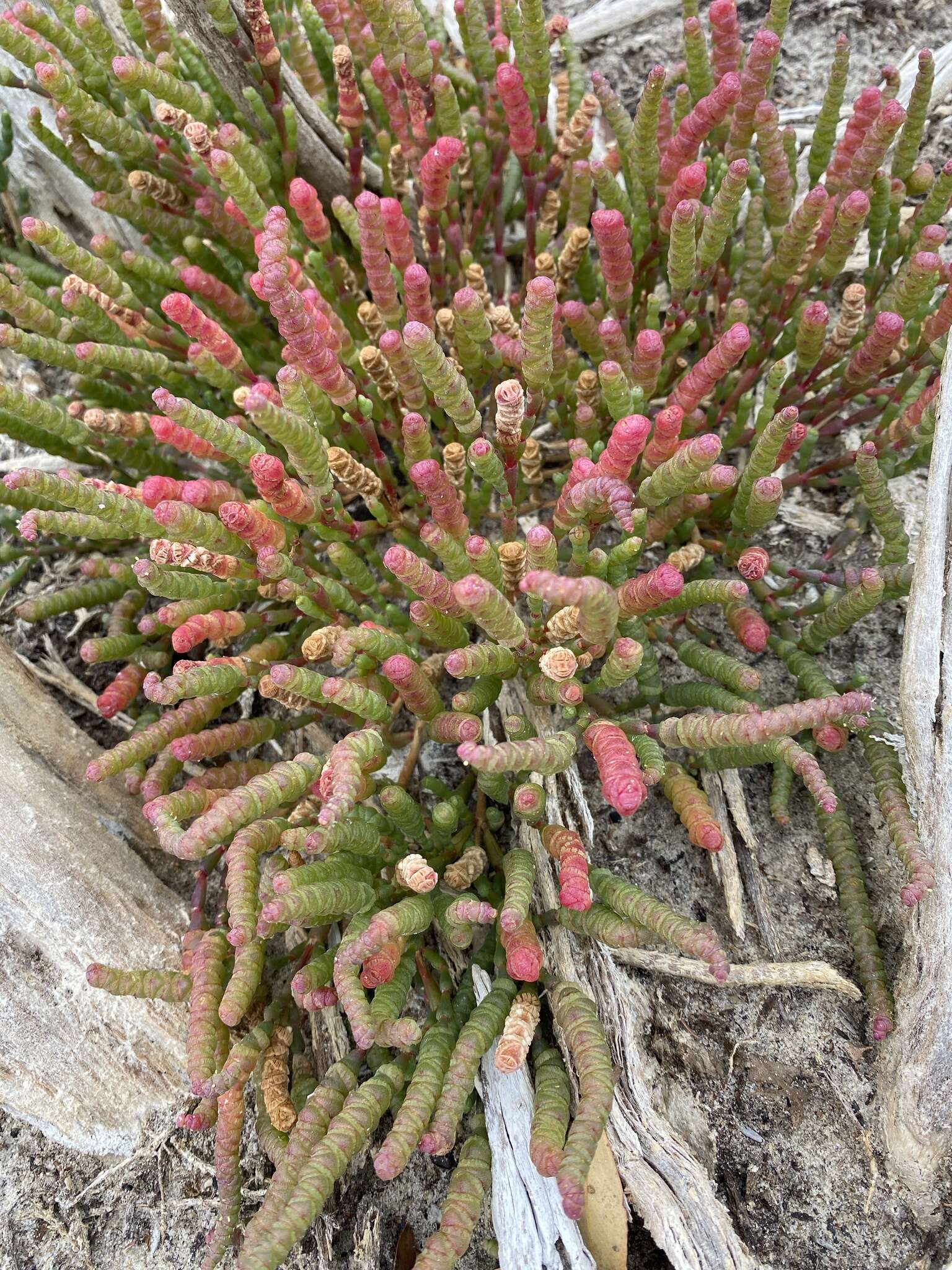 Image of Salicornia blackiana Ulbr.