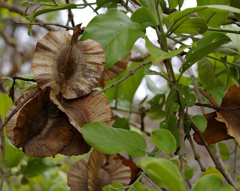 Imagem de Combretum zeyheri Sond.