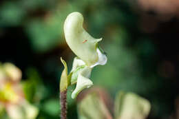 Image of Disperis bolusiana subsp. macrocorys (Rolfe) J. C. Manning