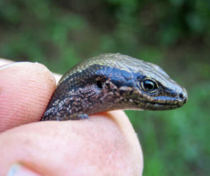 Image of Chatham Islands skink