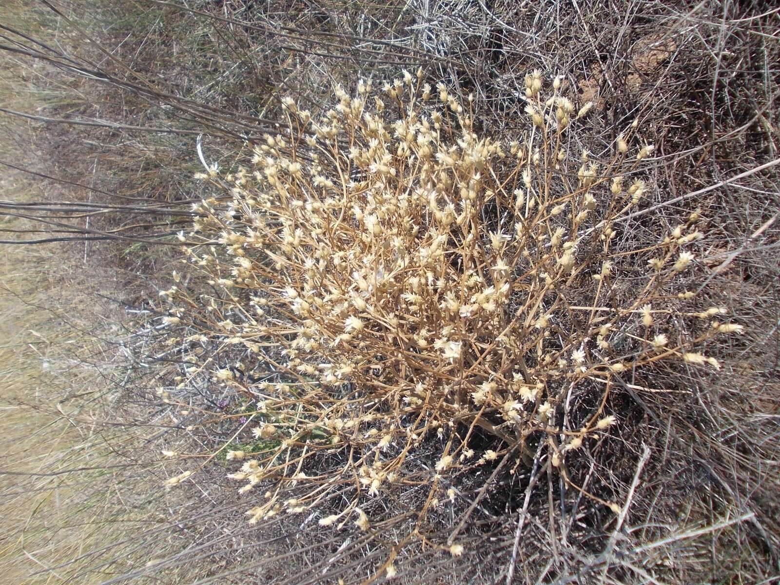 Plancia ëd Klasea erucifolia (L.) Greuter & Wagenitz