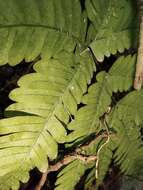 Image of Pteris oshimensis Hieron.