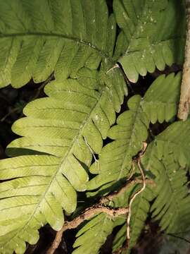 Plancia ëd Pteris oshimensis Hieron.