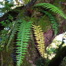 Image of Asplenium stereophyllum Kunze