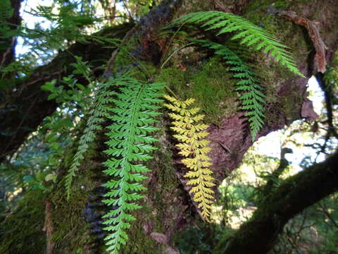 Plancia ëd Asplenium stereophyllum Kunze