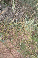 Image of French Oat-grass