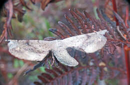 Image of Circopetes obtusata Walker 1860