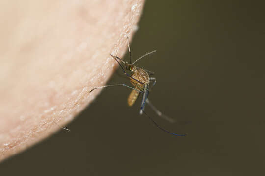 Image of mosquito