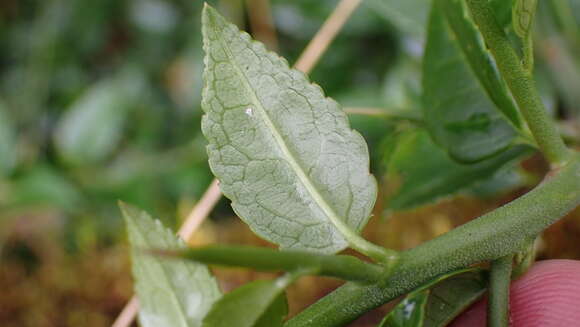 Image of Prinsepia scandens Hayata