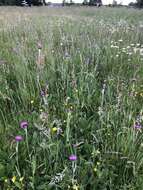 Image of meadow thistle