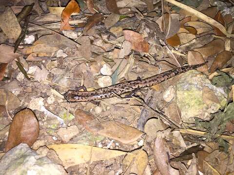 Image of Yucatan Mushroomtongue Salamander