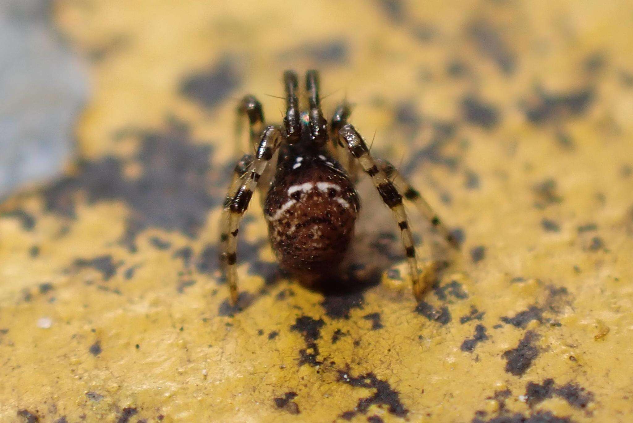 Image of Parasteatoda cingulata (Zhu 1998)