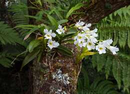 Image de Beclardia macrostachya (Thouars) A. Rich.