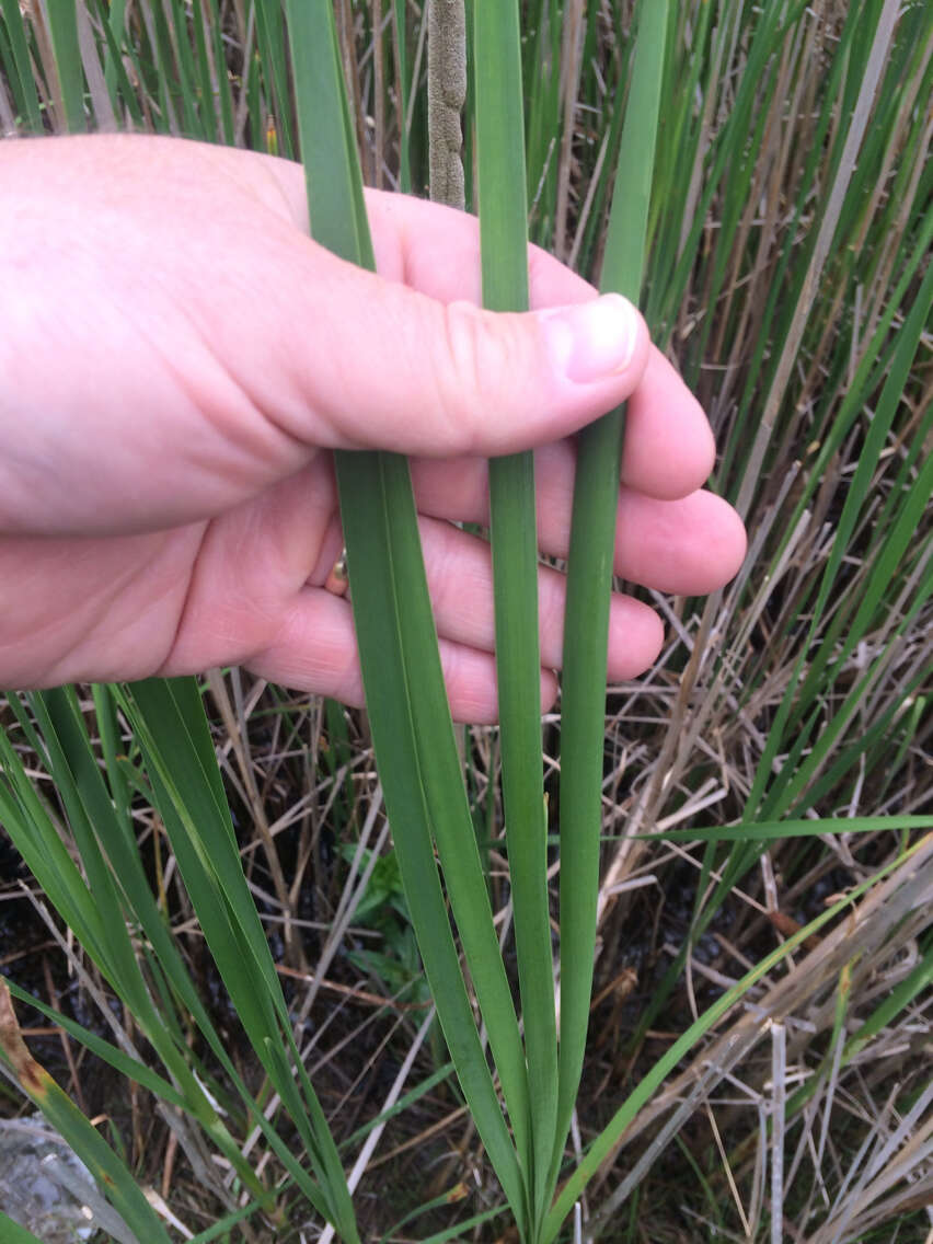 Image of Lesser Bulrush