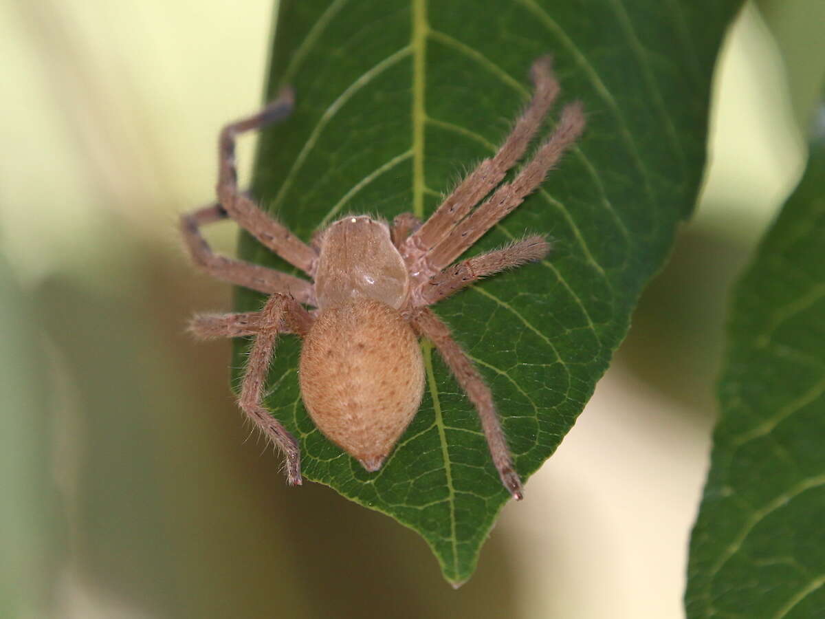 Image of Neosparassus salacius (L. Koch 1875)