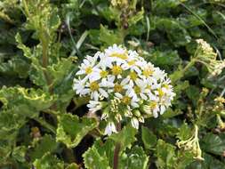 Image of Iocenes acanthifolius subsp. virens (Phil.) B. Nord.