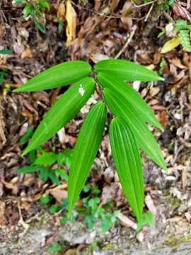 Image de Polygonatum arisanense Hayata