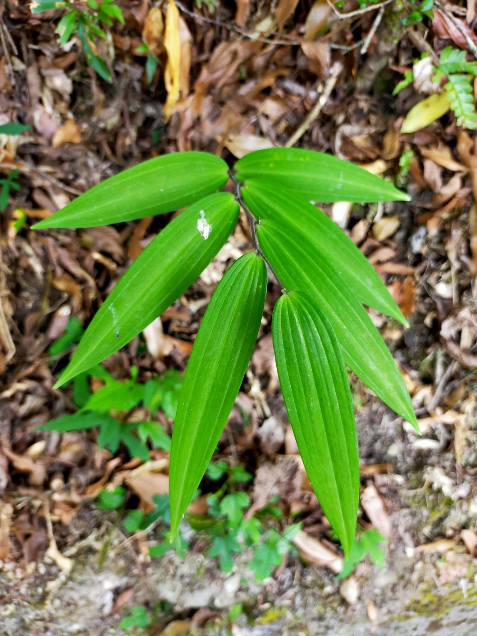 Image of Polygonatum arisanense Hayata