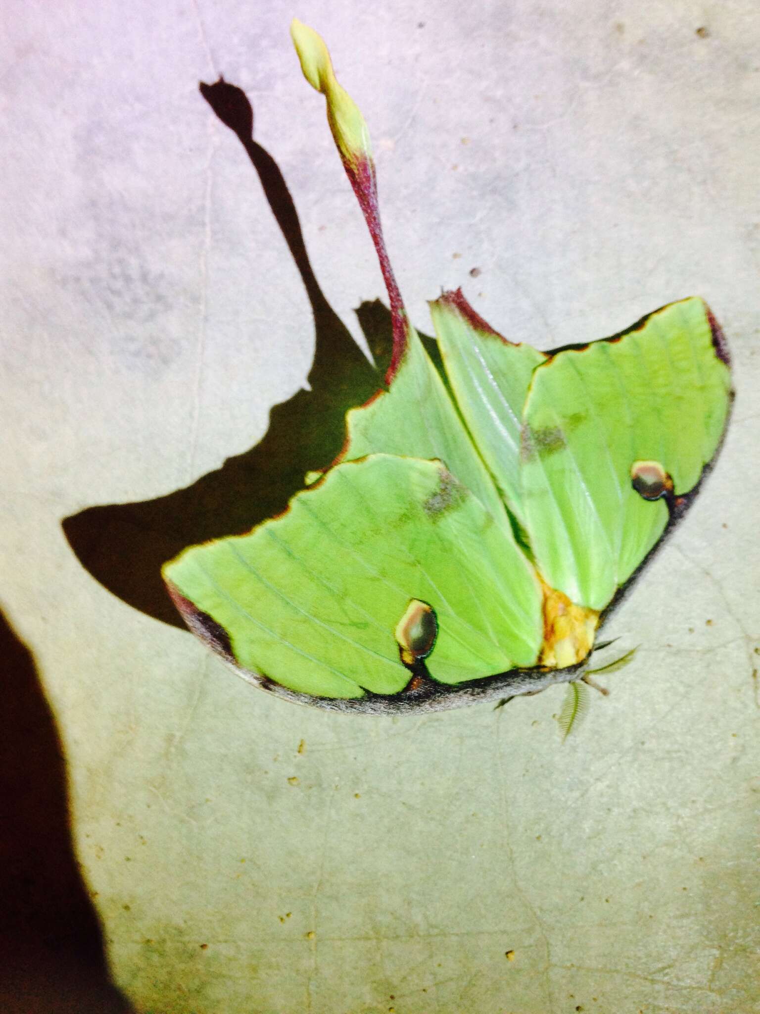 Image of African Luna moth