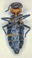 Image of Endeodes