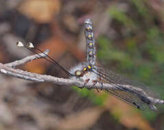 Image of Pilacmonotus sabulosus (Walker 1853)