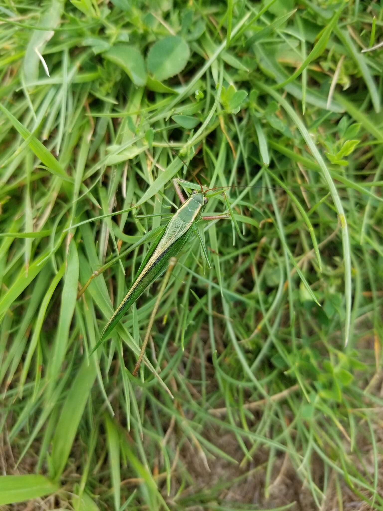 Image of Treetop Bush Katydid