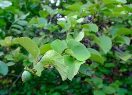 Image of Cordia grandicalyx Oberm.