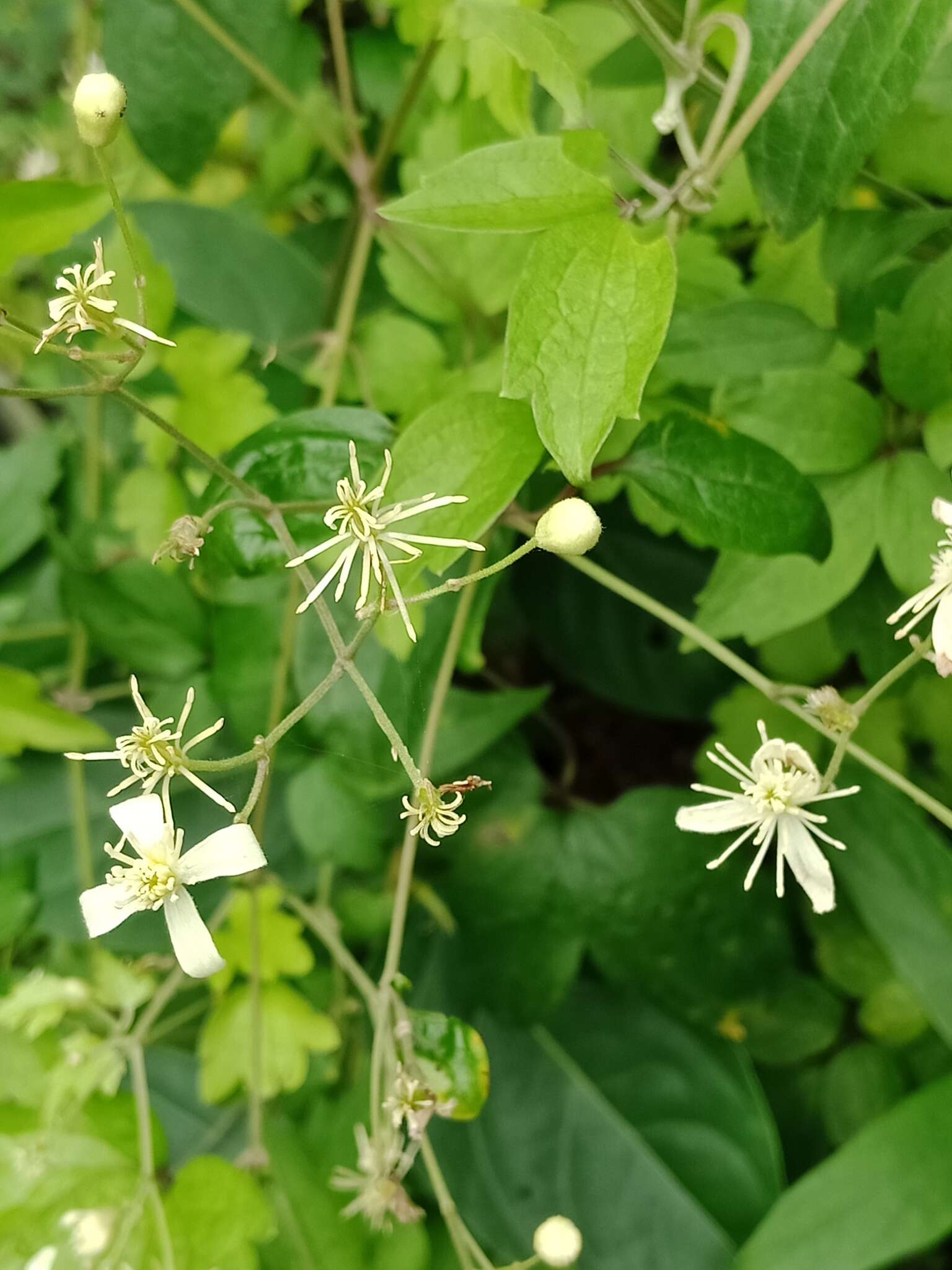 Imagem de Clematis grata Wall.