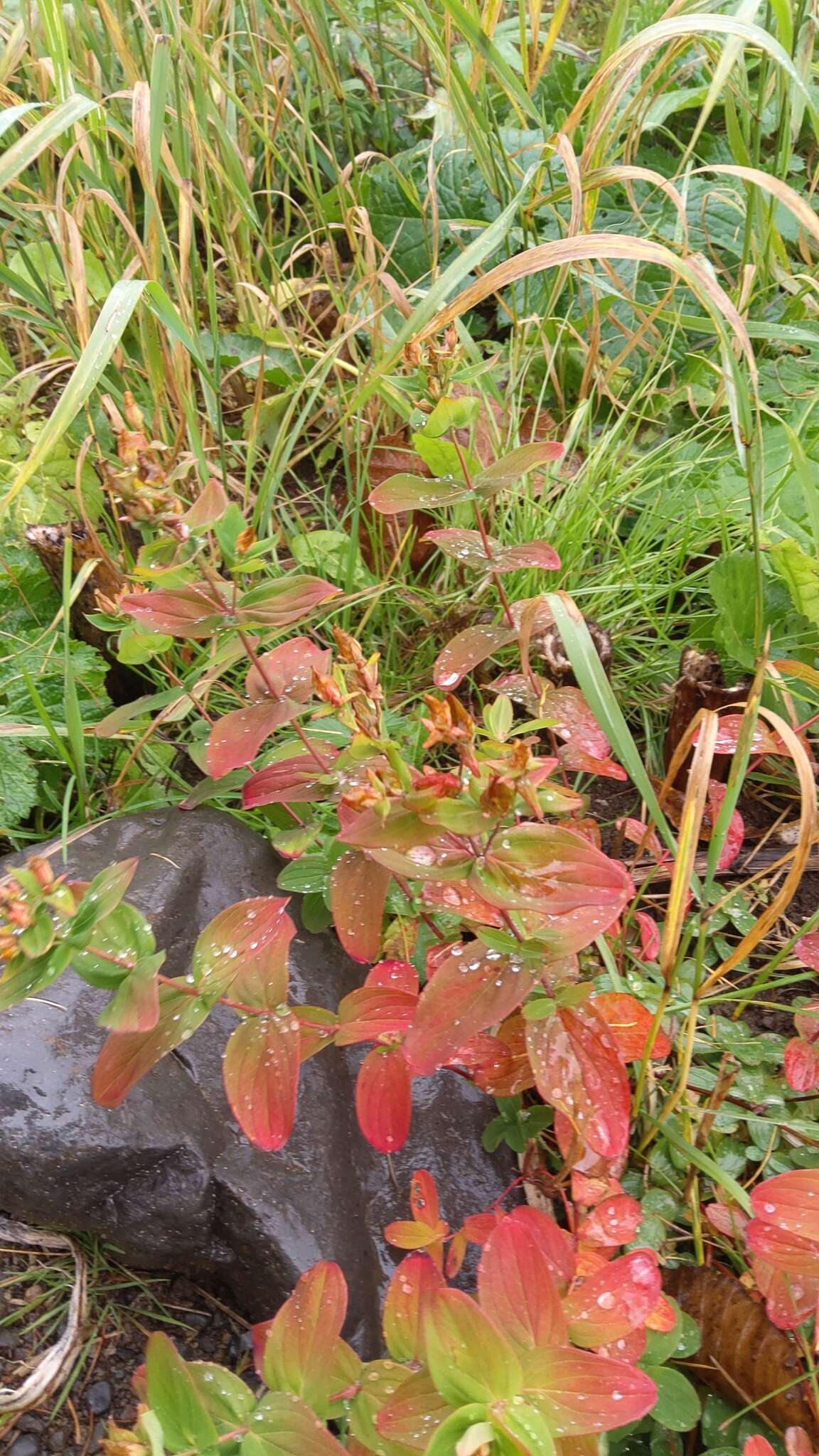 Image de Hypericum kamtschaticum Ledeb.